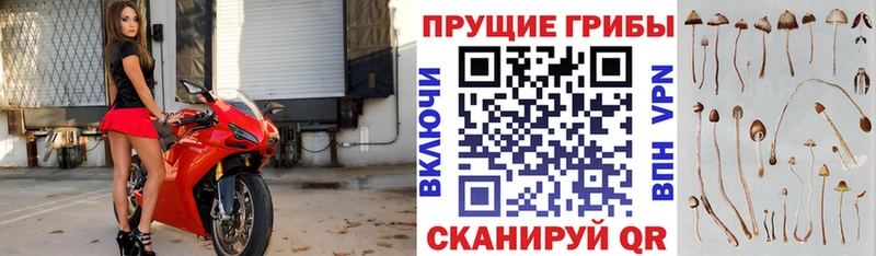 Псилоцибиновые грибы мухоморы  купить   Городище 
